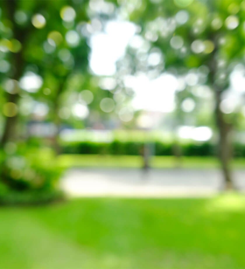 Blurred image of green space used as background