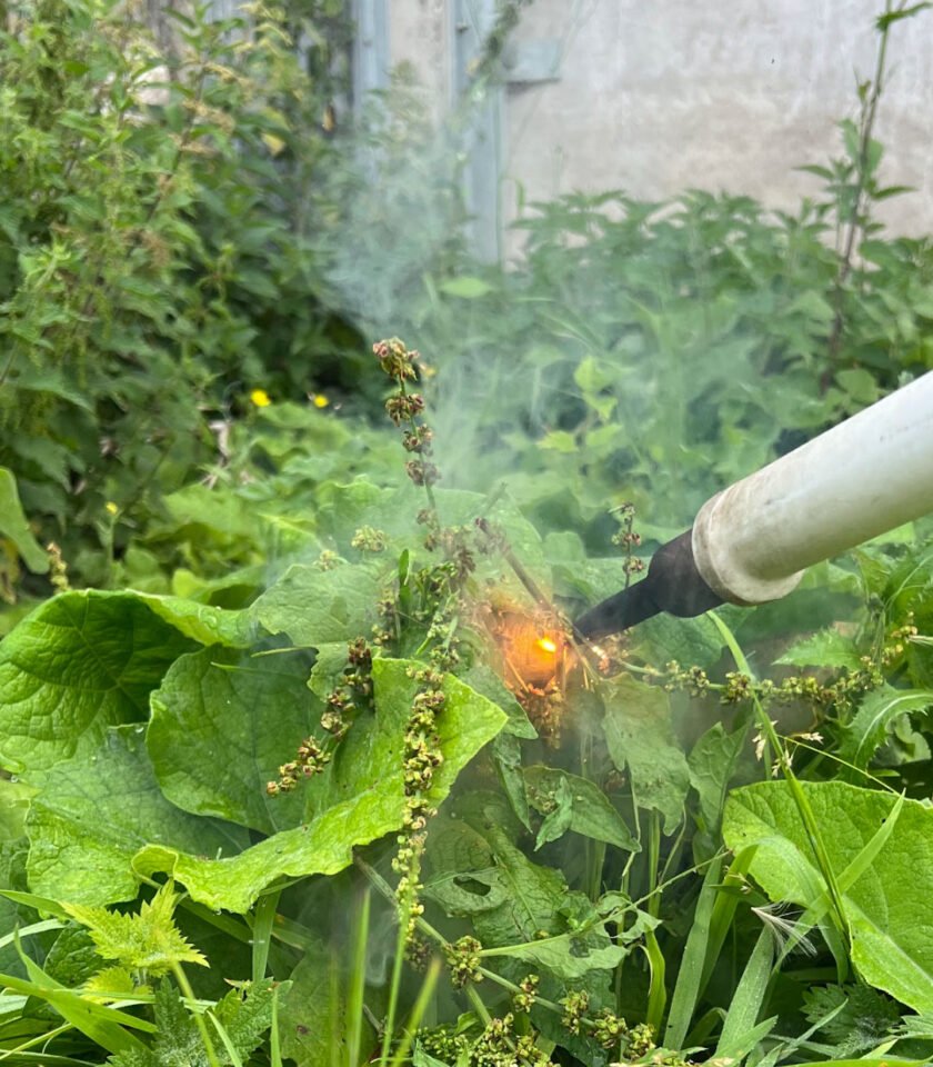 a tip applying electricity to weeds, killing them at the root