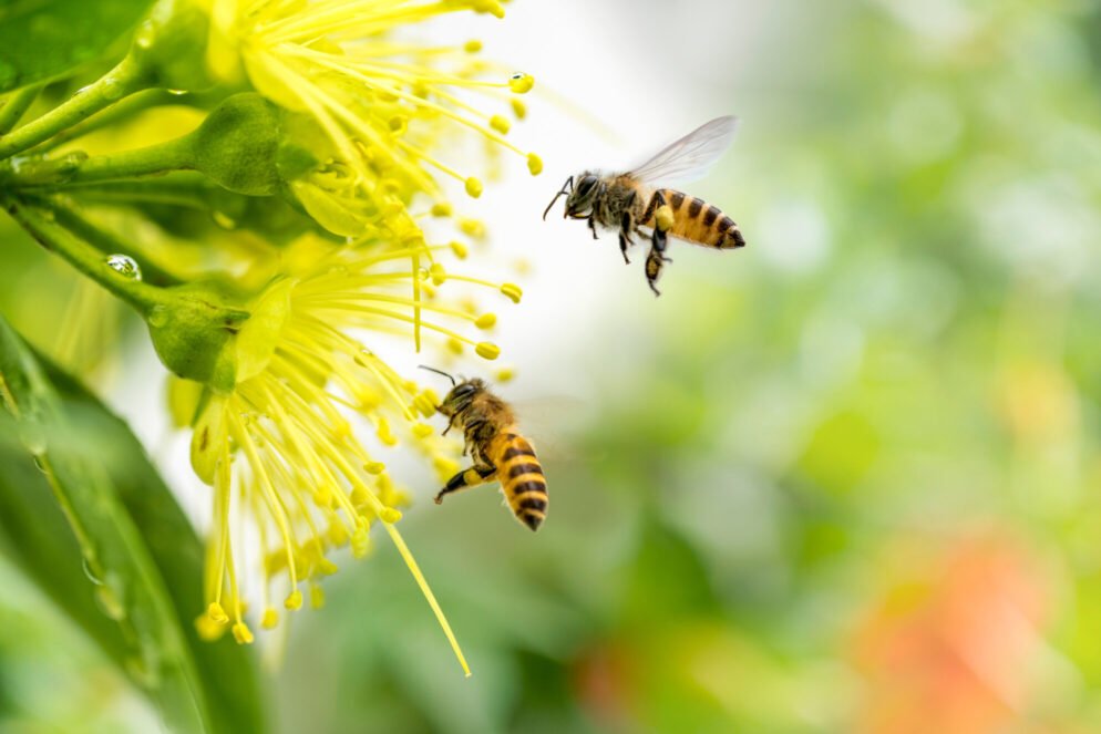 bees collecting pollen