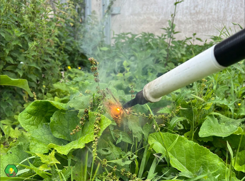 a spot weeder lance applying electricity to weeds, killing them at the root