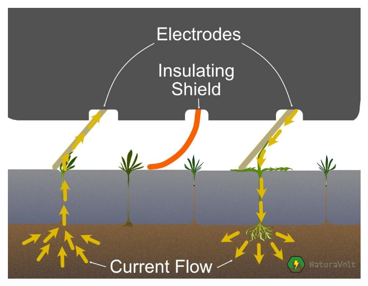 eWeeding roller diagram showing the electrical current flow through the electrodes and weeds