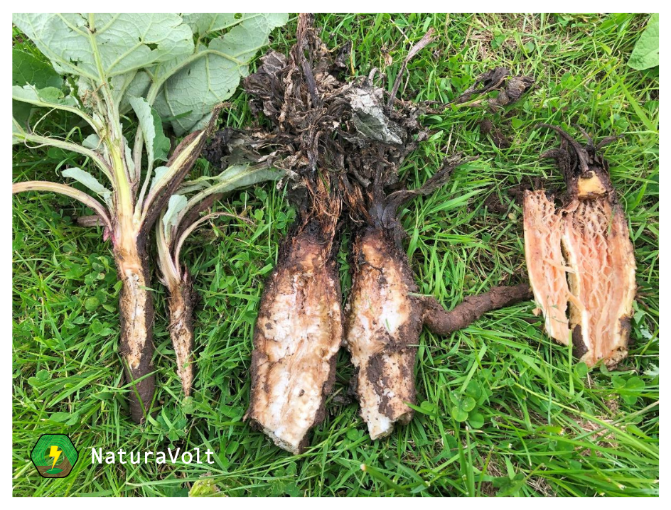 Burdock roots treated with electricity showing damage and decay
