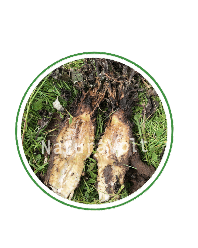 Larger sized treated burdock root shows damage in the upper part of the root.