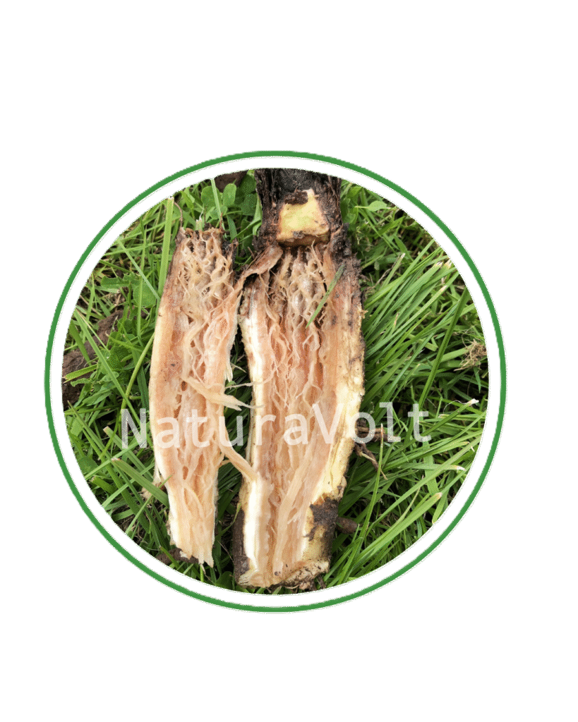 Treated burdock root showing significant decay throughout