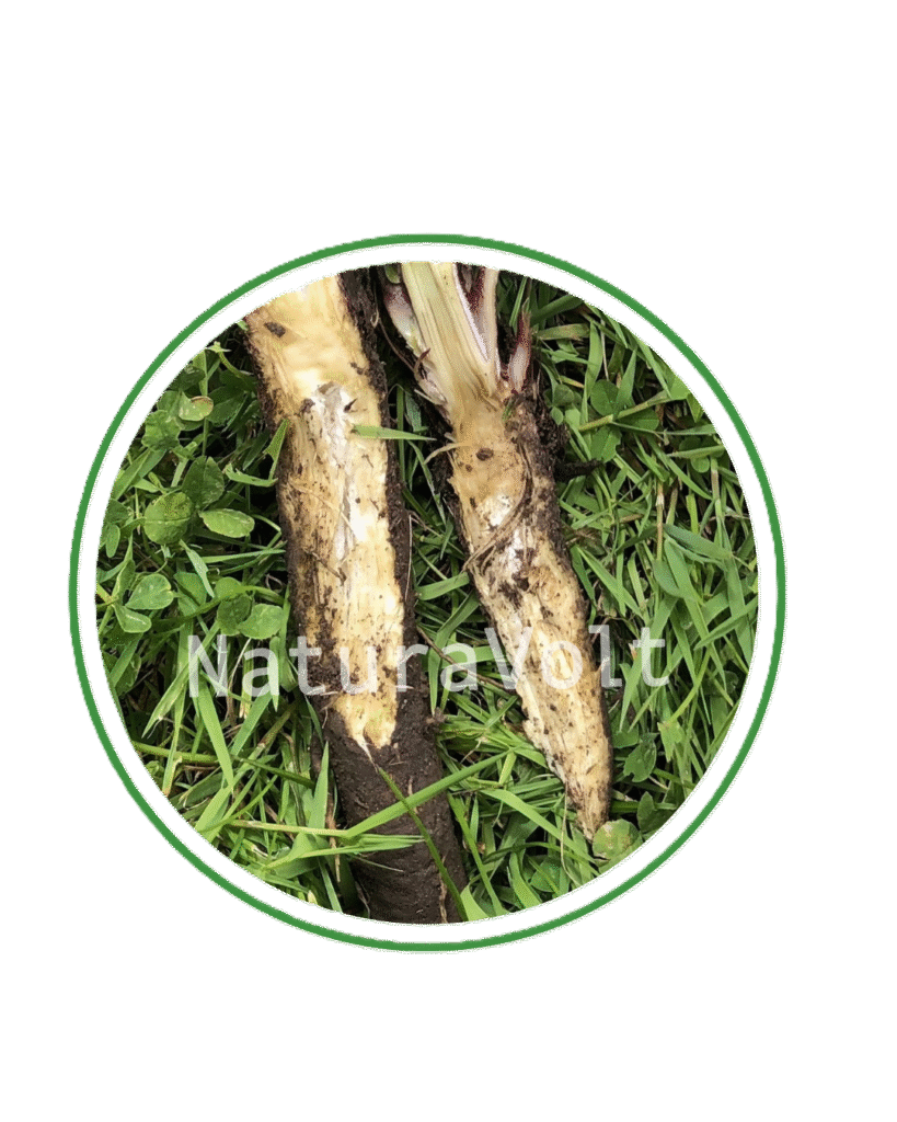 Untreated burdock roots showing normal internal structure of root