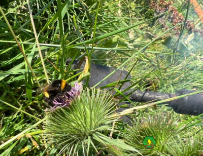 Bee on flower a foraging bee co-exists with the electric spot weeder